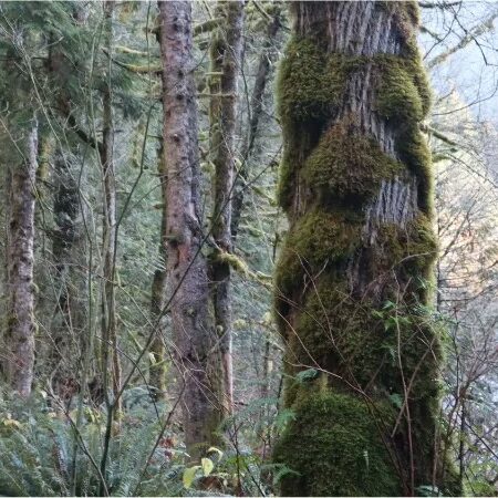 Plant A Dark Green Religion - Treebeard