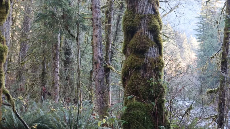 Plant A Dark Green Religion - Treebeard