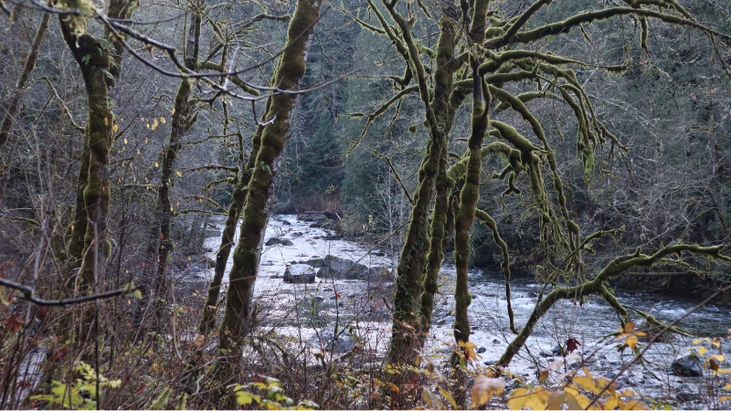river thought streams the river