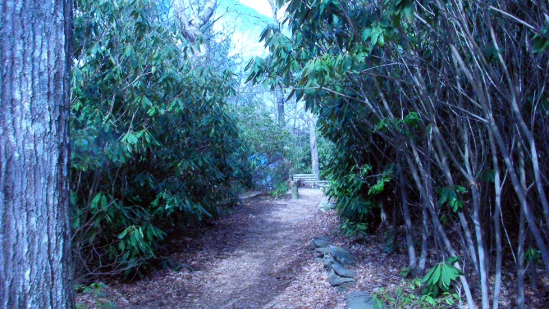 Forest bathing for ADHD